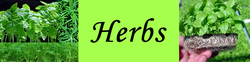 Herbs
